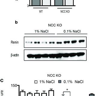 effect  hctz  systemic bp  ncc ko mice   salt restricted diet