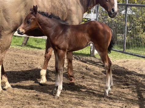 Best Get Your Wallet - Rick Leek Quarter Horses