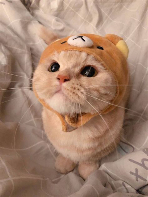 Котики в костюмах/котики милашки | Cute cats and dogs, Cute cat ...