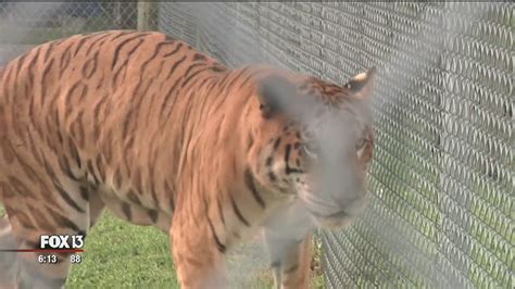 Rare Tigon Moves Into Big Cat Habitat Tampa Bay Reporter