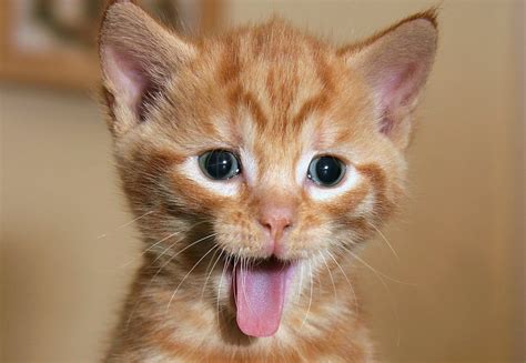 love funny cats