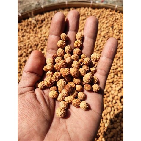 jual  butir bidara  berlubang bidara asli original shopee