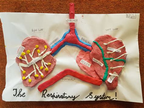 3d Model Of Respiratory System Sale Outlet | nationaldefensepac.org