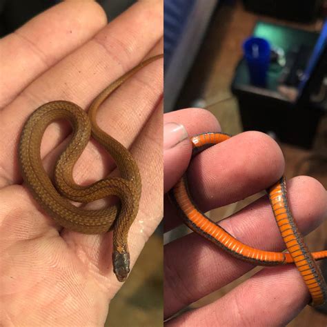 Dekays Brown Snake