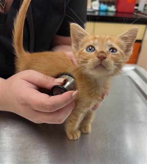 🐾 Annual Checkup Reminder! 🐾... - Salazar Veterinary Hospital