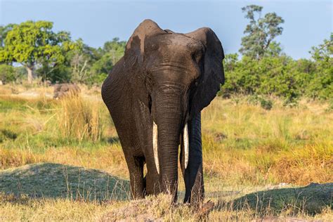 Afrikanischer Elefant / African Bush Elephant | Ein Afrikani… | Flickr