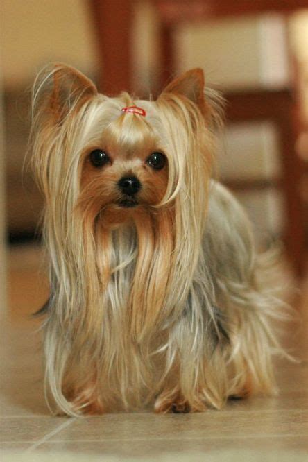 Teacup Yorkie Haircuts Pictures Examples