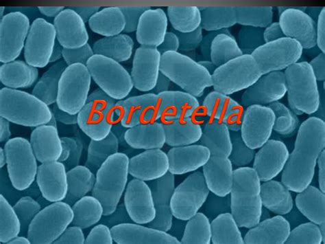PPT - Bordetella PowerPoint Presentation, free download - ID:1292316