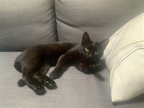 This kitten adopted me. Should I have her spayed? : r/cats