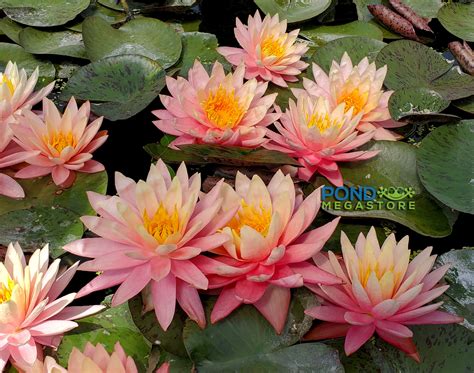 Is It Illegal To Pick Lily Pad Flowers In Minnesota?