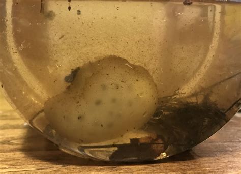 Salamander eggs last spring : r/salamanders