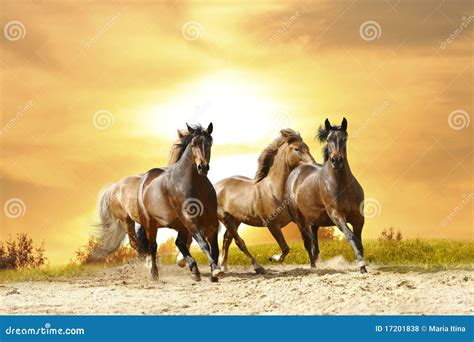 Konia bieg zdjęcie stock. Obraz złożonej z canter, zatoka - 17201838