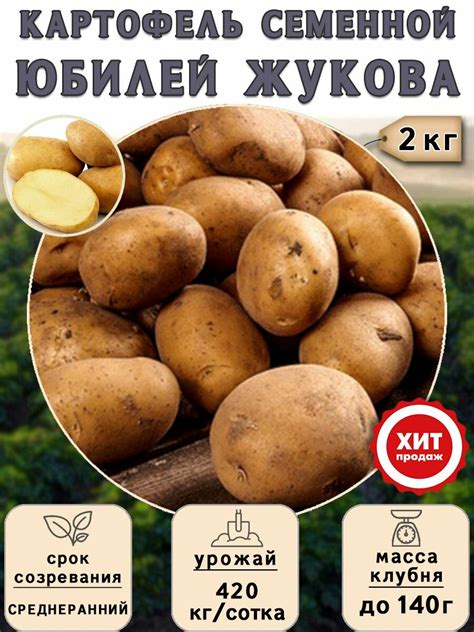 Клубни картофеля на посадку Юбилей Жукова (суперэлита) 2 кг ...