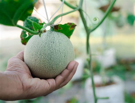 How to Grow Melons in Containers - Backyard Boss