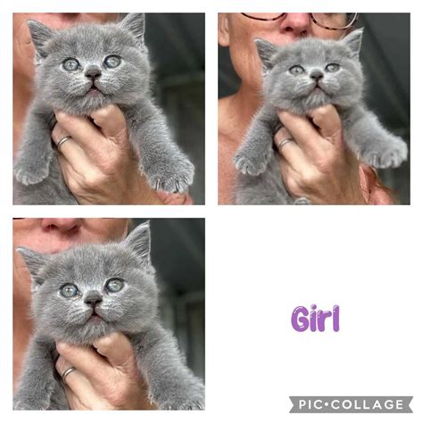 Oaks Ambition British Shorthair – Registered British Shorthair breeder