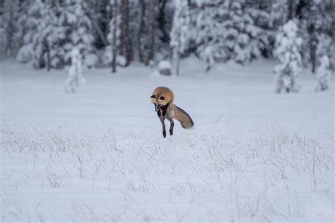 Fox's Jump in Snow 1 - Erin Gatfield Photography