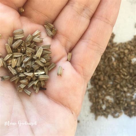 nach der bluete ist vor der bluete samen sammeln