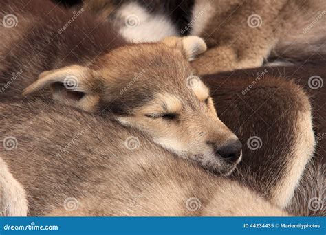 Baby Huskies Sleeping Together Stock Image - Image of puppy, baby: 44234435