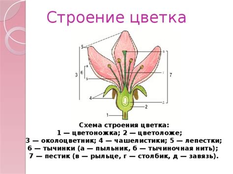 Строение цветка. Соцветия. - биология, презентации
