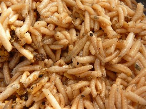 maggot definition description fly food medicine facts britannica