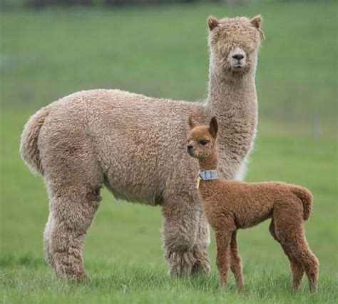 newborn cria