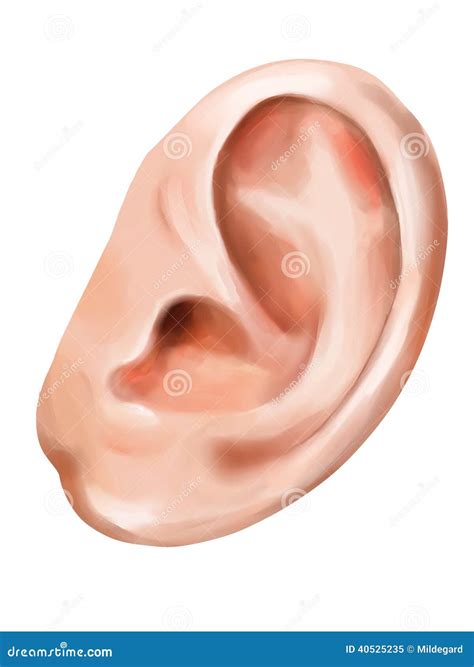 Human Ear Royalty-Free Stock Photography | CartoonDealer.com #40525235