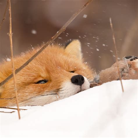 Red Foxes Wallpaper