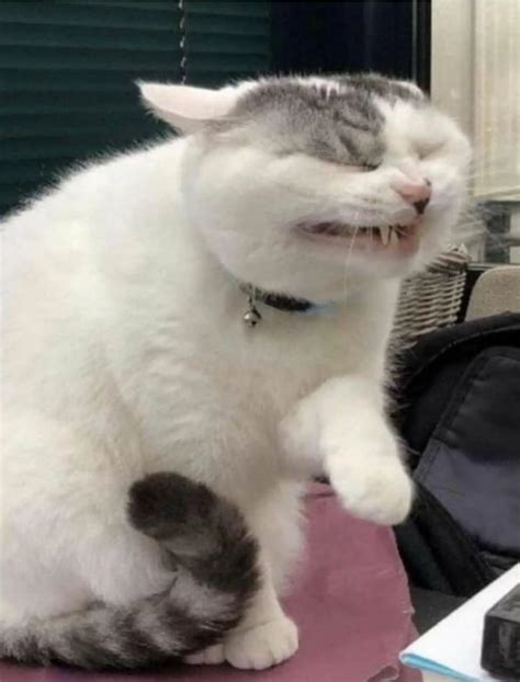 Discover more like Scrungycats: Scrunged up and Related Content | Scrolller