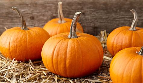 Pumpkin: What Is, How to Roast, Cook, History, Types, and Growing
