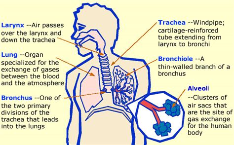 Function of Respiratory system & Importance of respiration process ...