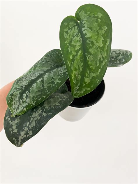 Scindapsus Mount Salak – Miss Boon - Boutique Végétale