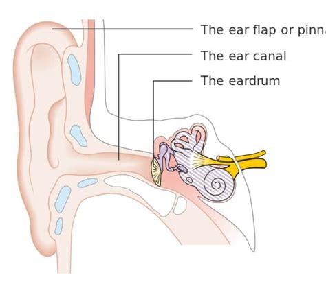 ear anatomy overview parts  functions biology dictionary