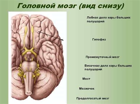 Головной мозг Отделы 1 Ствол продолговатый мозг