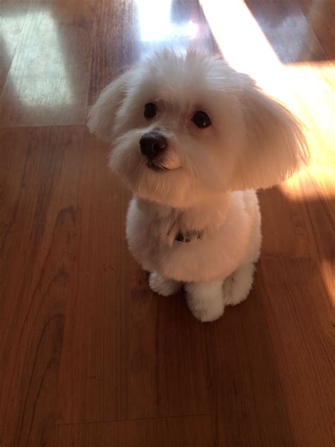 Smiling Maltipoo with Fresh Haircut