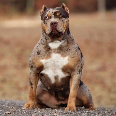 chocolate merle xl bully