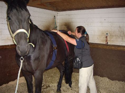 Oxford Equine Physiotherapy