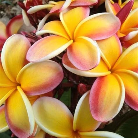 plumeria frangipani lei rainbow  pot plant hawaii
