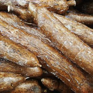 cassava yuca big fresh