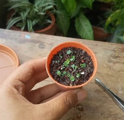 Mastering Kalanchoe Propagation: Simple Steps for Beginners