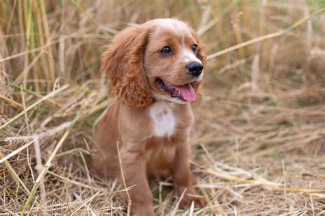 How Much Does a Cocker Spaniel Cost? (2026 Price Guide)