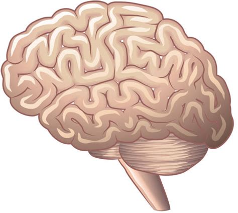 brain clipart illustrations royalty  vector graphics clip art