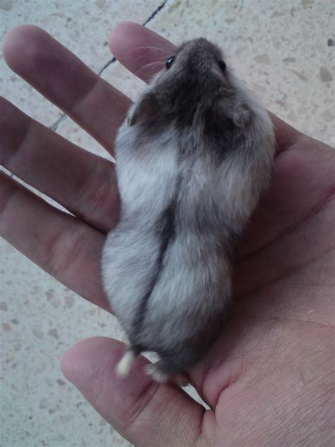 jenis ciri hamster campbell bijou hammie land