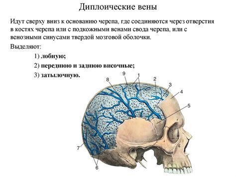 Общая анатомия венозной системы. Вены головы и шеи - презентация онлайн