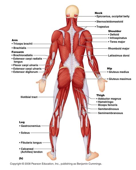 Anatomy posterior Muscular System Diagram : Biological Science Picture Directory – Pulpbits.net