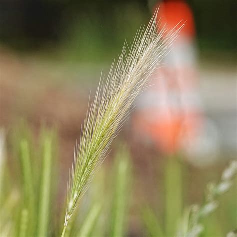 Hordeum murinum – 10,000 Things of the Pacific Northwest