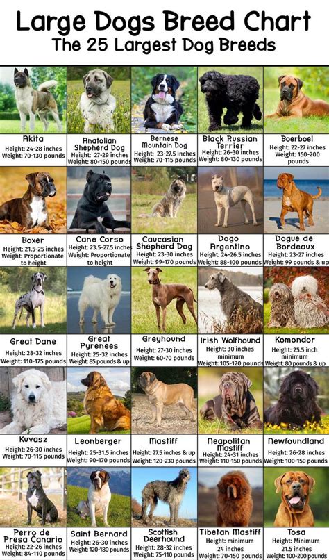 Large Dog Breeds Pictures and Names Chart - PatchPuppy.com