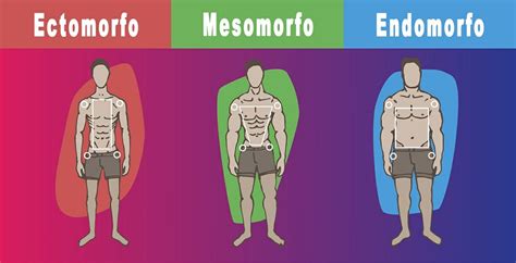 Biotipo Brevilíneo - Biotipo e Somatotipo, aprenda o conceito correto! - Treino Mestre