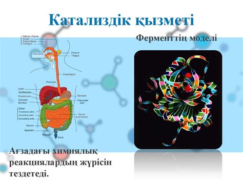 Белоктар. Биохимиясы - презентация онлайн