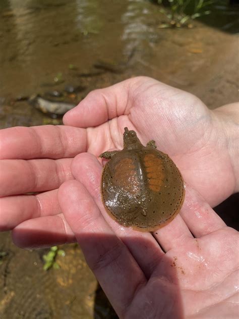 hatchling soft shell turtle : r/herpetology