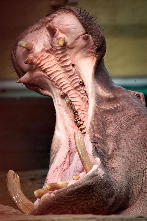Common hippopotamus | Zoo de Granby